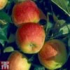 Apple 'Winter Gem' -Outlet Hompson-morgan Store APPL TKA1883 A