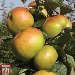 Favourite Fruit Tree Collection -Outlet Hompson-morgan Store APPLE KA7999 A