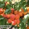 Apricot 'Flavorcot'® 2 Apricot 'Flavorcot'® -Outlet Hompson-morgan Store APRI CWW3222 C