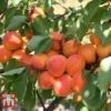 Apricot 'Tomcot' -Outlet Hompson-morgan Store APRI TKA2009 D