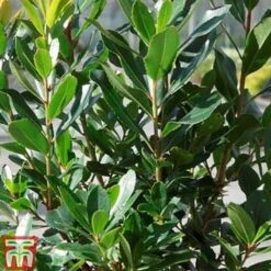Arbutus Unedo 'Compacta' -Outlet Hompson-morgan Store ARBU T13932 C1