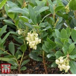 Arbutus Unedo 'Compacta' -Outlet Hompson-morgan Store ARBU T28586 A1