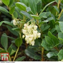 Arbutus Unedo 'Compacta' -Outlet Hompson-morgan Store ARBU T28587 A1