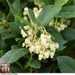 Arbutus Unedo 'Compacta' -Outlet Hompson-morgan Store ARBU T28588 A1