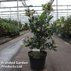 Arbutus Unedo 'Atlantic'