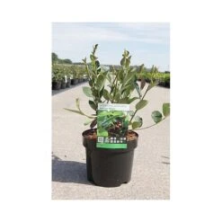 Aronia X Prunifolia 'Autumn Magic' -Outlet Hompson-morgan Store ARON T66054 A h