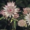 Astrantia Major -Outlet Hompson-morgan Store AST7900 A h