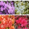 Azalea 'Dwarf Collection' -Outlet Hompson-morgan Store AZAL 51902 A2