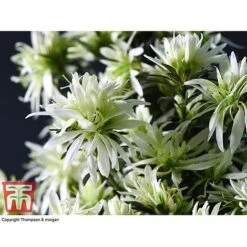 Spider Azalea Magisnow Tree 'Winter Beauty'- Gift -Outlet Hompson-morgan Store AZAL WGKB7068 C