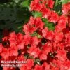 Azalea 'Japanese Red' -Outlet Hompson-morgan Store AZAL JAPANRED L46443