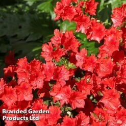 Azalea 'Japanese Red'