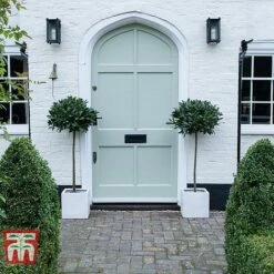 Laurus Nobilis (Standard) 18 Laurus Nobilis (Standard) -Outlet Hompson-morgan Store BAYT T44505 B