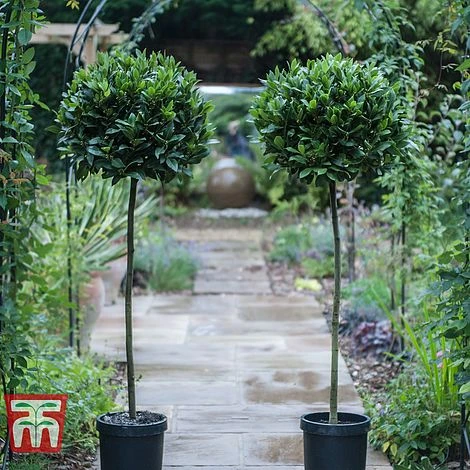 Laurus Nobilis (Standard) 3 Laurus Nobilis (Standard)