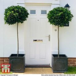 Laurus Nobilis (Standard) 20 Laurus Nobilis (Standard) -Outlet Hompson-morgan Store BAYT T44505 E1