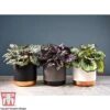 Begonia Rex Trio - Gift -Outlet Hompson-morgan Store BEG WKB5046 A21