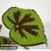 Begonia Masoniana 'Rock' -Outlet Hompson-morgan Store BEGO JUNGLEROC T38833