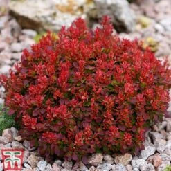 Berberis Thunbergii 'Lutin Rouge' -Outlet Hompson-morgan Store BERB KB0073 B