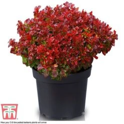 Berberis Thunbergii 'Lutin Rouge' -Outlet Hompson-morgan Store BERB KB0073 D