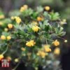 Berberis Buxifolia 'Nana'