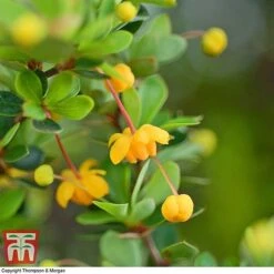 Berberis Buxifolia 'Nana' -Outlet Hompson-morgan Store BERB T58097 B