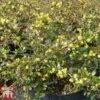 Berberis X Media 'Red Jewel' -Outlet Hompson-morgan Store BERB T66060 A