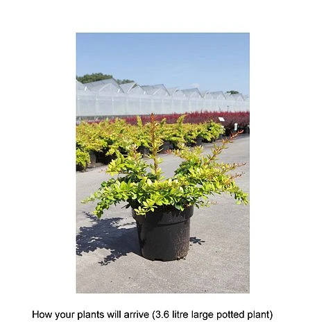 Berberis X Media 'Dual Jewel' 4 Berberis X Media 'Dual Jewel' - Image 2