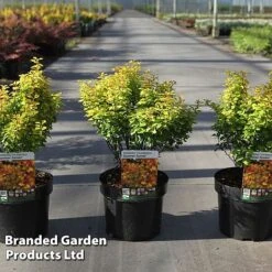 Berberis Thunbergii 'Summer Sunset' -Outlet Hompson-morgan Store BERB SUMMERSUN S45256