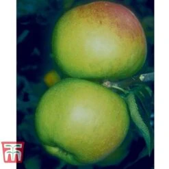 Apple 'Blenheim Orange' -Outlet Hompson-morgan Store BLEN 21213 A1