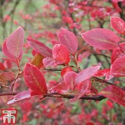 Blueberry 'Full Season Collection' -Outlet Hompson-morgan Store BLUE AUTUMNFOL B4