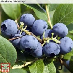 Blueberry Collection -Outlet Hompson-morgan Store BLUE BLUECROP