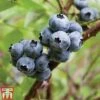 Blueberry 'Earliblue' -Outlet Hompson-morgan Store BLUE CWW3178 A