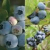 Blueberry 'Full Season Collection' -Outlet Hompson-morgan Store BLUE CWW3308 A