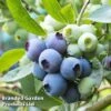 Blueberry 'Patriot' (Organic) -Outlet Hompson-morgan Store BLUE PATRIOT KC9548