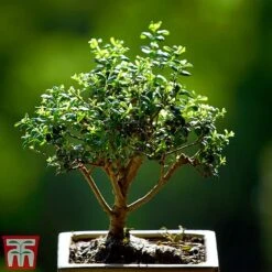 Bonsai Ligustrum 10 Bonsai Ligustrum -Outlet Hompson-morgan Store BONS TKA3021 A1