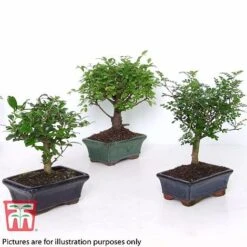 Bonsai Ligustrum 12 Bonsai Ligustrum -Outlet Hompson-morgan Store BONS TKA3021 B