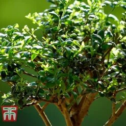 Bonsai Ligustrum 13 Bonsai Ligustrum -Outlet Hompson-morgan Store BONS TKA3021 C