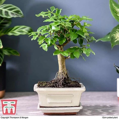 Bonsai Ligustrum 4 Bonsai Ligustrum - Image 2