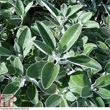 Brachyglottis 'Drysdale' 3 Brachyglottis 'Drysdale'