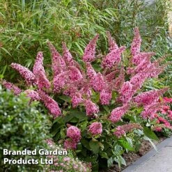 Buddleja 'Butterfly Candy Little Pink' -Outlet Hompson-morgan Store BUDD PINK G