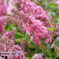 Buddleja 'Butterfly Candy Little Pink' -Outlet Hompson-morgan Store BUDD PINK H