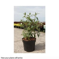 Buddleja 'Argus Velvet' -Outlet Hompson-morgan Store BUDD T66081 A h