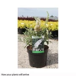 Buddleja Davidii 'White Profusion' -Outlet Hompson-morgan Store BUDD T66094 B h