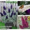 Buddleja 'Buzz&reg; Trio Collection' -Outlet Hompson-morgan Store BUDD TKA1011 A2