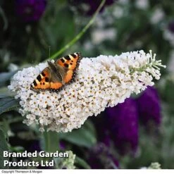 Buddleja 'Buzz&reg; Trio Collection' -Outlet Hompson-morgan Store BUDD TKA1011 C1