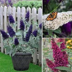 Buddleja 'Buzz&reg; Trio Collection' -Outlet Hompson-morgan Store BUDD TKA1011 NOW3