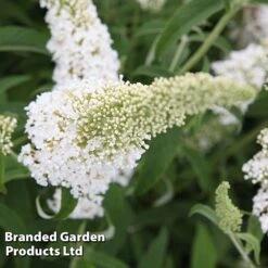 Buddleja Davidii 'White Profusion' -Outlet Hompson-morgan Store BUDD WHITEPROF S23802