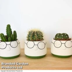 Cactus In Decorative Pot -Outlet Hompson-morgan Store CACT KC8512 C