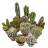 5 Cactus Plants Potted Cacti Houseplants Mixed Indoor Plant Selection