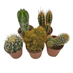 5 Cactus Plants Potted Cacti Houseplants Mixed Indoor Plant Selection -Outlet Hompson-morgan Store CACTUSMIX 14