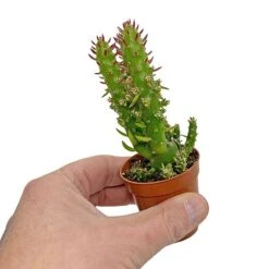 5 Cactus Plants Potted Cacti Houseplants Mixed Indoor Plant Selection -Outlet Hompson-morgan Store CACTUSMIX 5